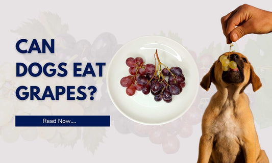Can Dogs Eat Grapes