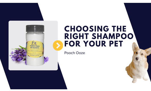 Choosing the Right Shampoo for Your Pet's Coat Type