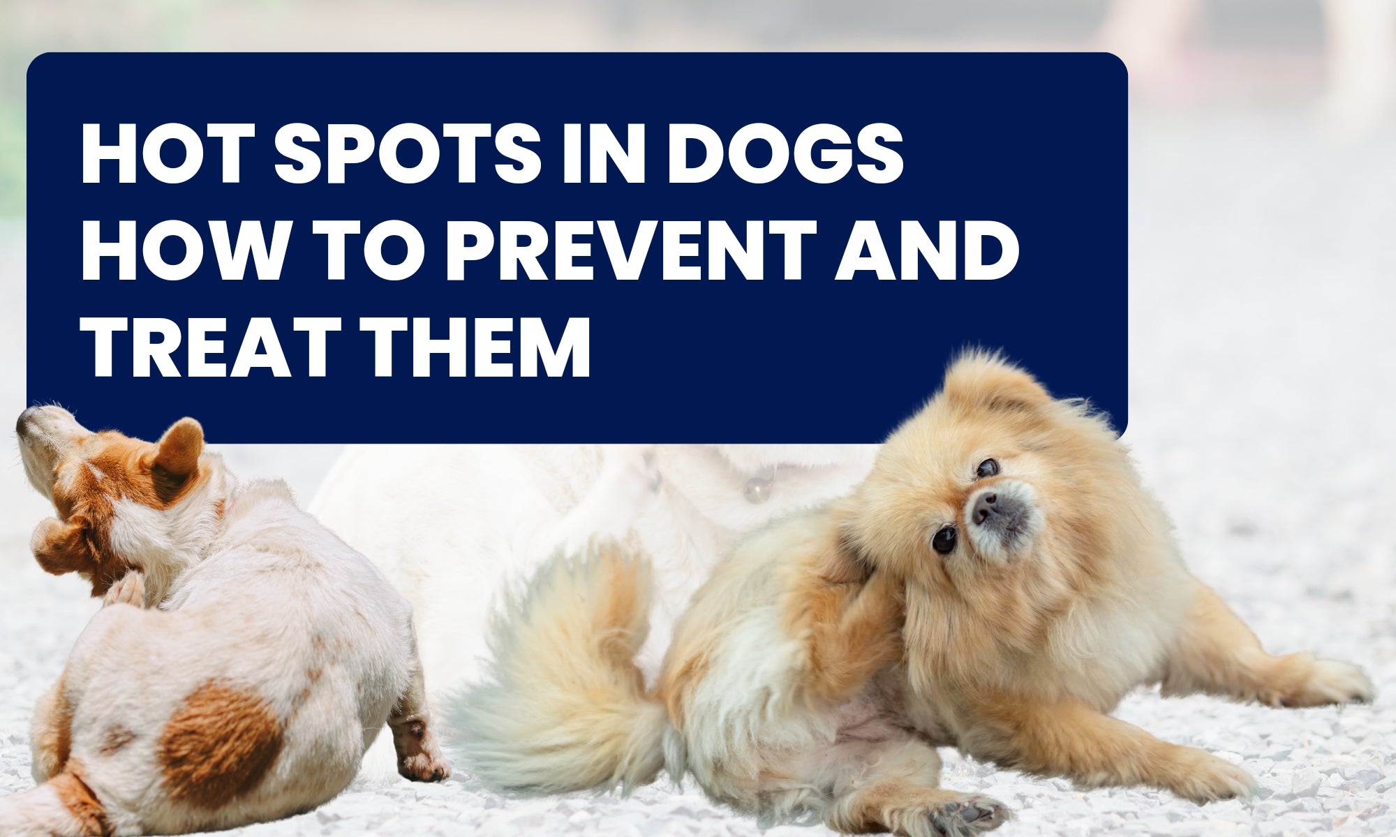 Hot Spots in Dogs How to Prevent and Treat Them Pooch Ooze