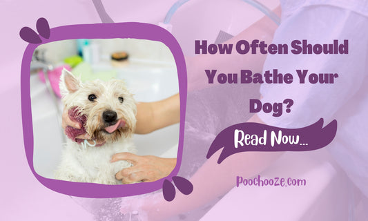 How Often to Bathe Your Dog