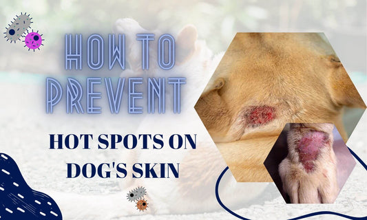 How to prevent hot spots on your dog's skin