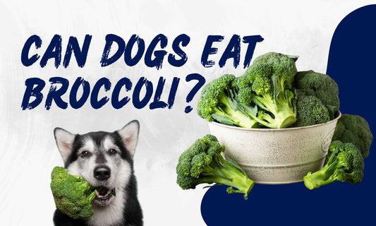 Can Dogs Eat Broccoli