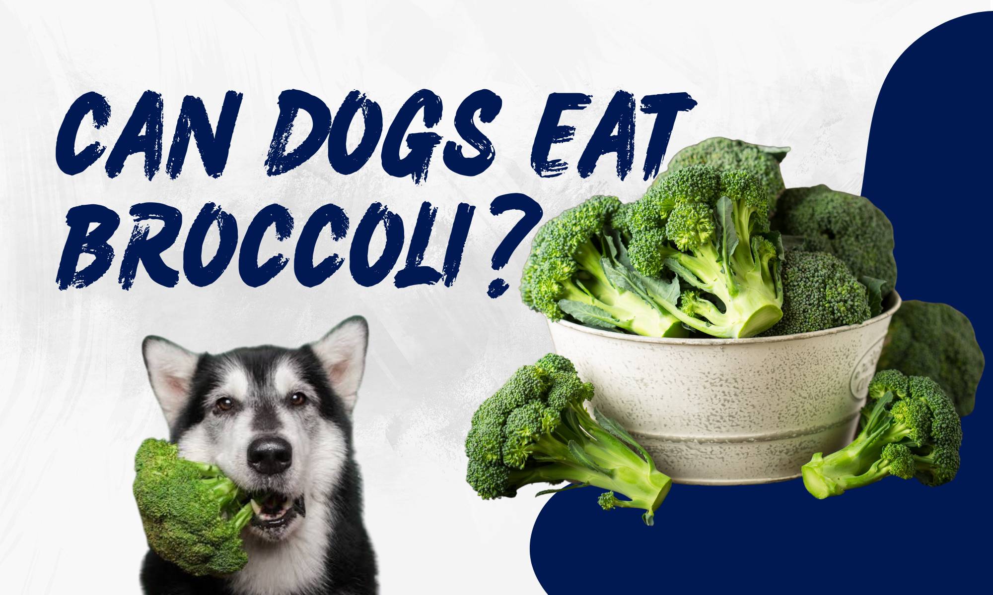 Can Pomeranians Eat Broccoli