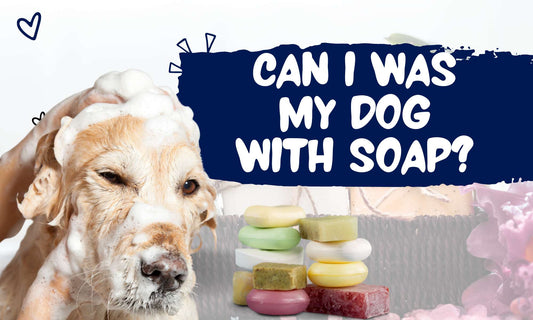 Can I Wash My Dog with Soap?