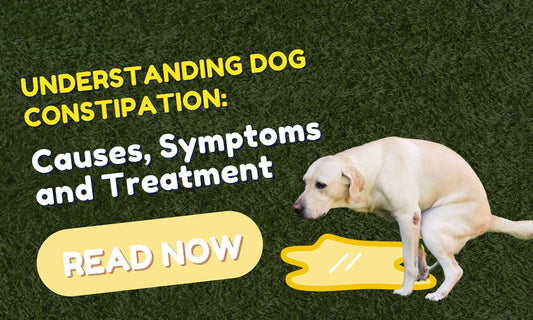 Dog Constipation