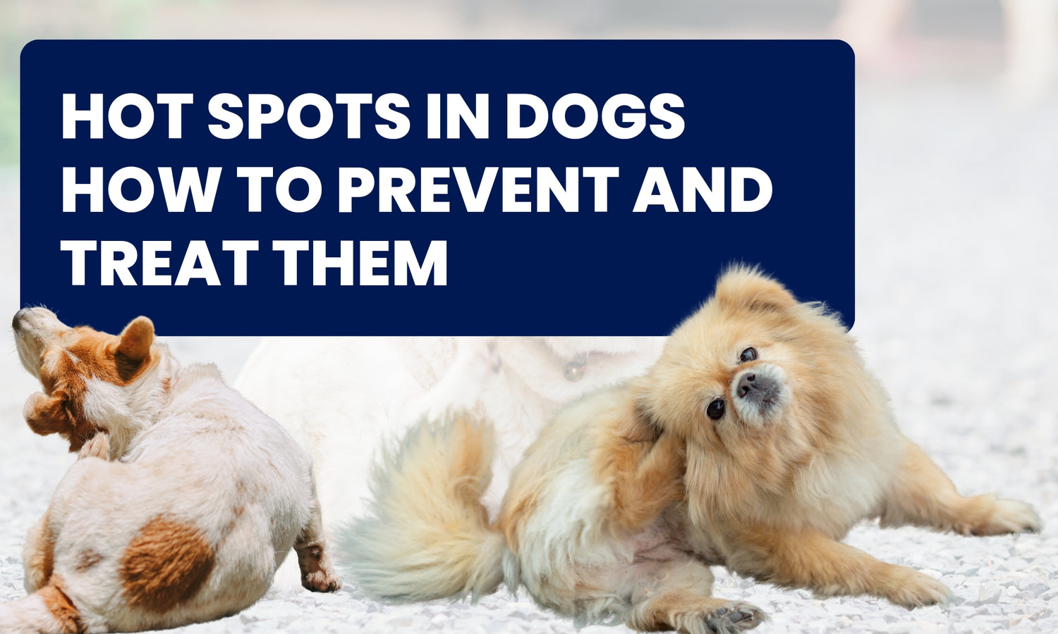Hot Spots in Dogs | How to Prevent and Treat Them – Pooch Ooze