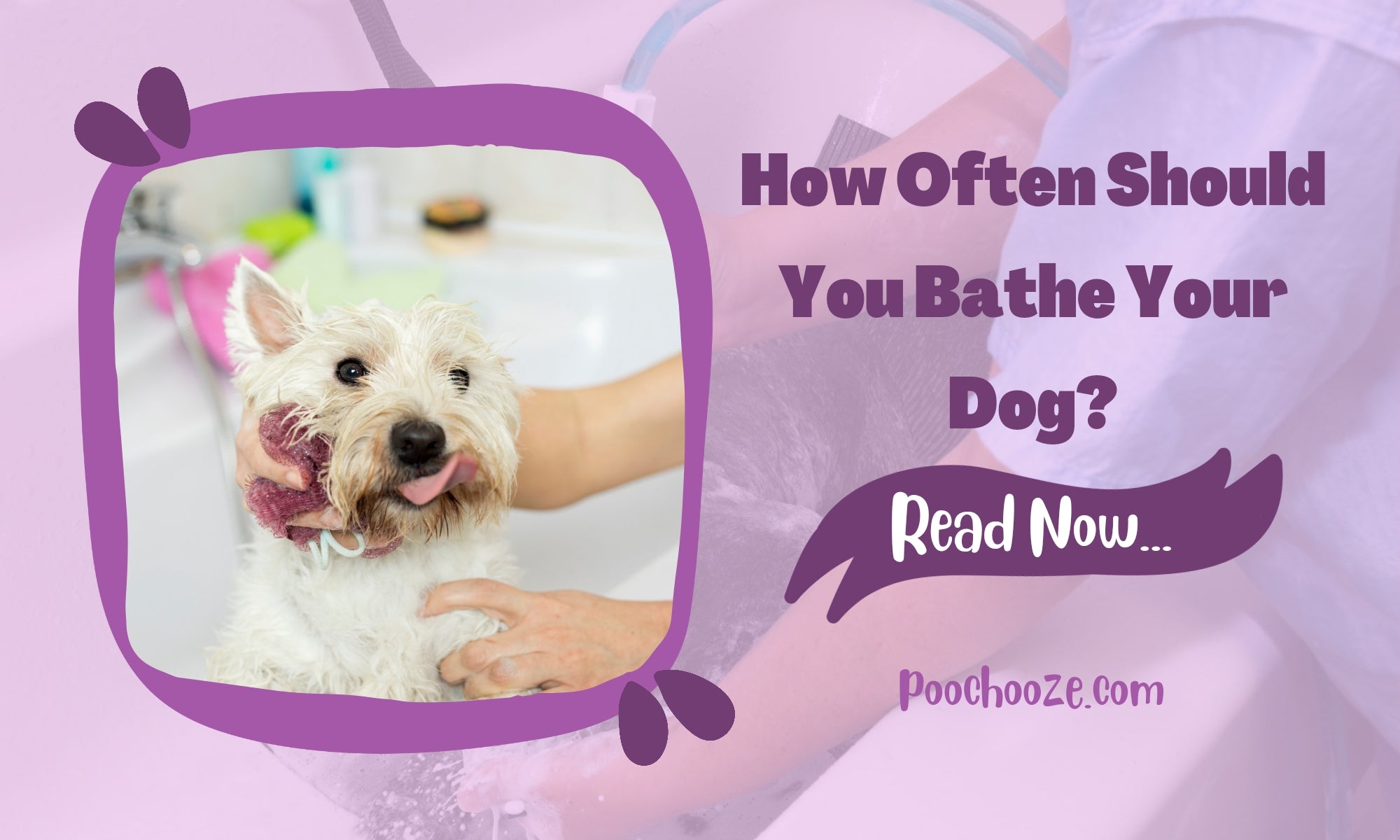 Unlocking the Secret | How Often Should You Bathe Your Dog? – Pooch Ooze