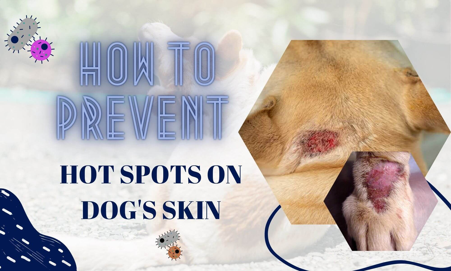 How to Prevent Hot Spots on Your Dog's Skin A Guide for Pet Owners
