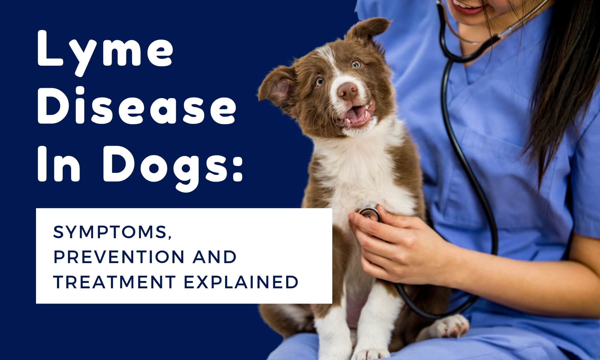 Symptoms of lyme disease in dogs and treatment hotsell