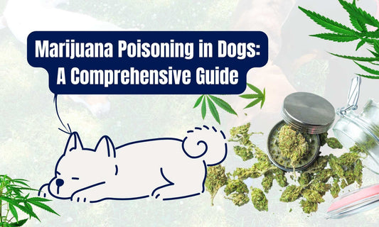 Marijuana Poisoning in Dogs