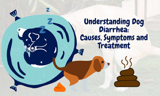 Dog Diarrhea 