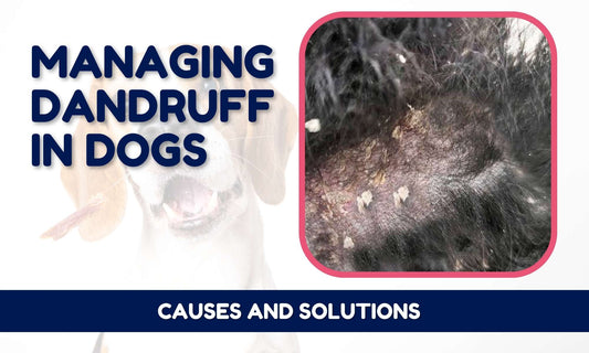 Managing Dandruff in Dogs