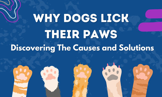 why dog licks paws